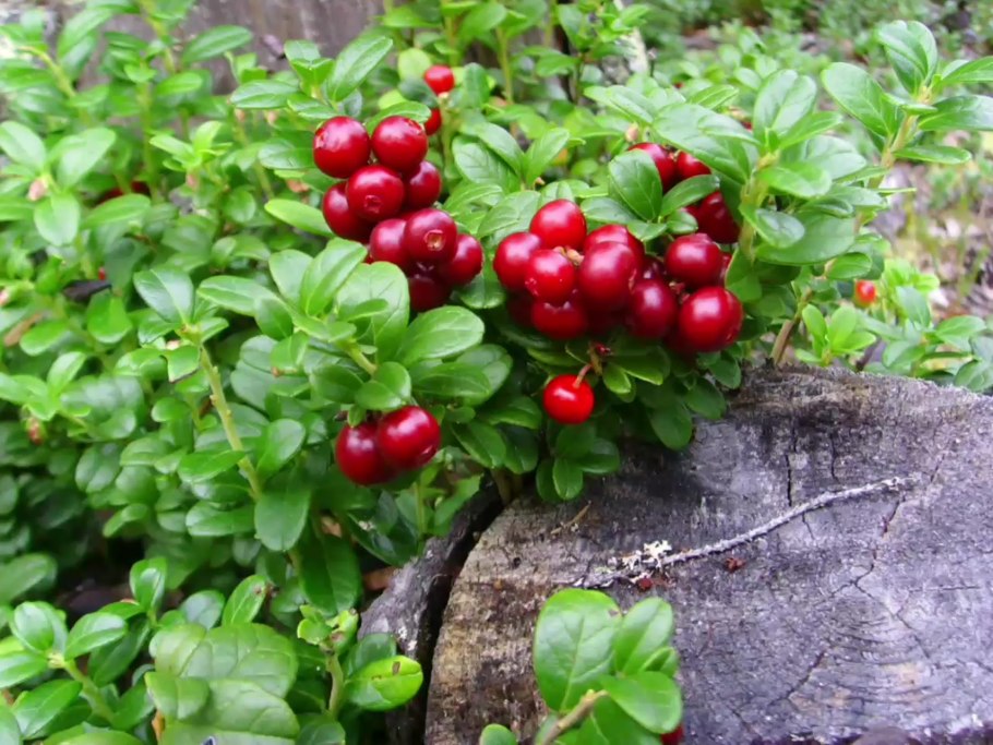 Брусника кустарник