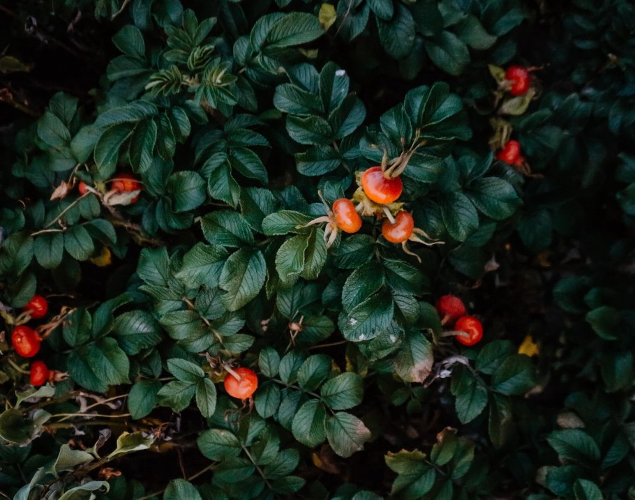 Куст шиповника с ягодами
