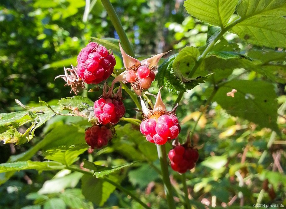 Лесные ягоды малина