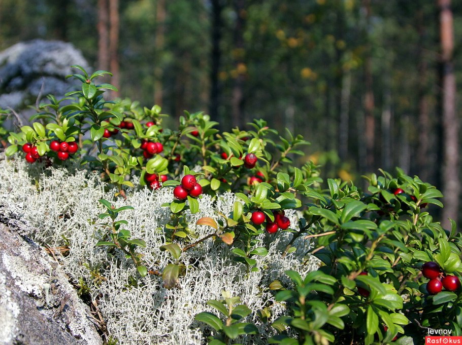 Брусника кустарник