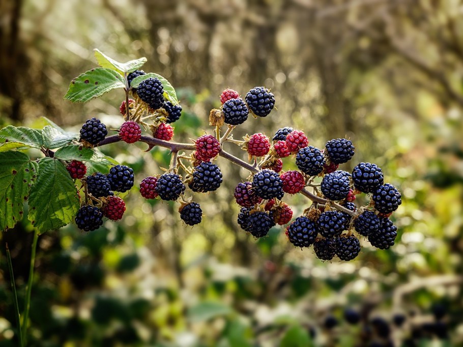 Ежевика вязолистная