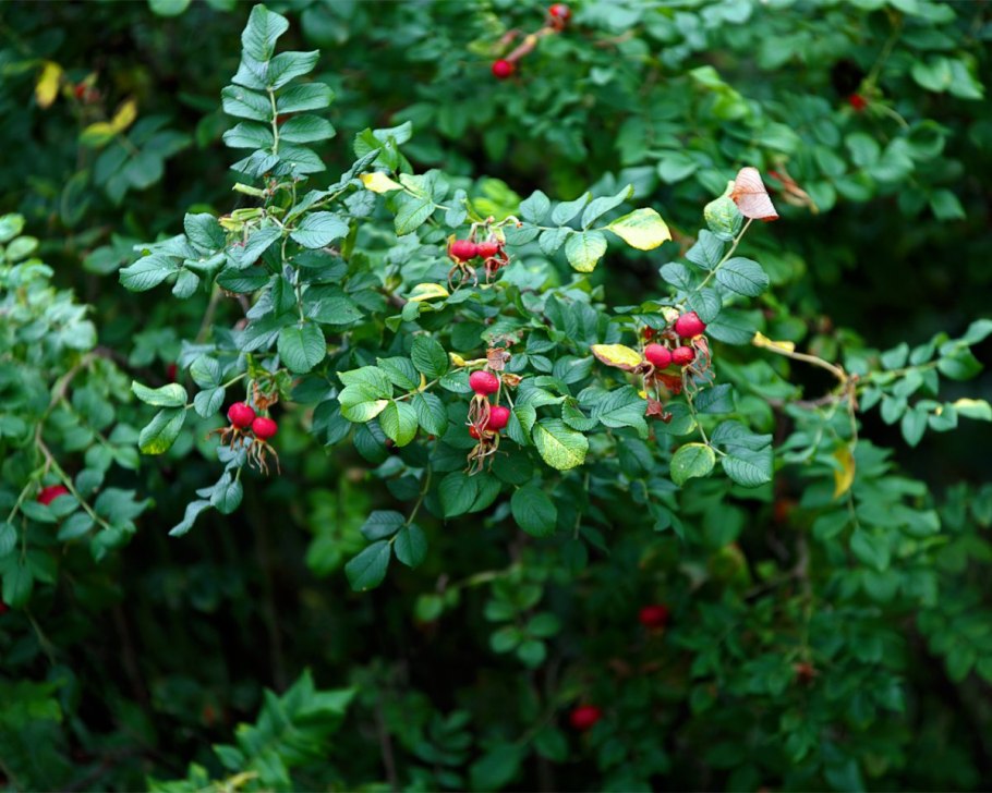 Шиповник Лесной кустарник