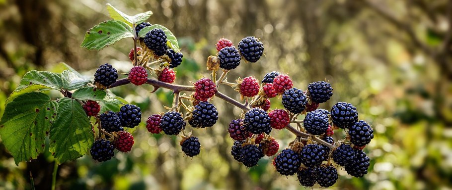 Ежевика Крымская