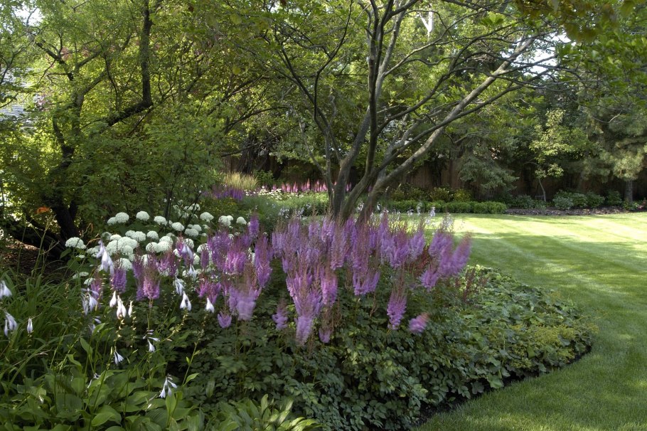 Астильба и сирень