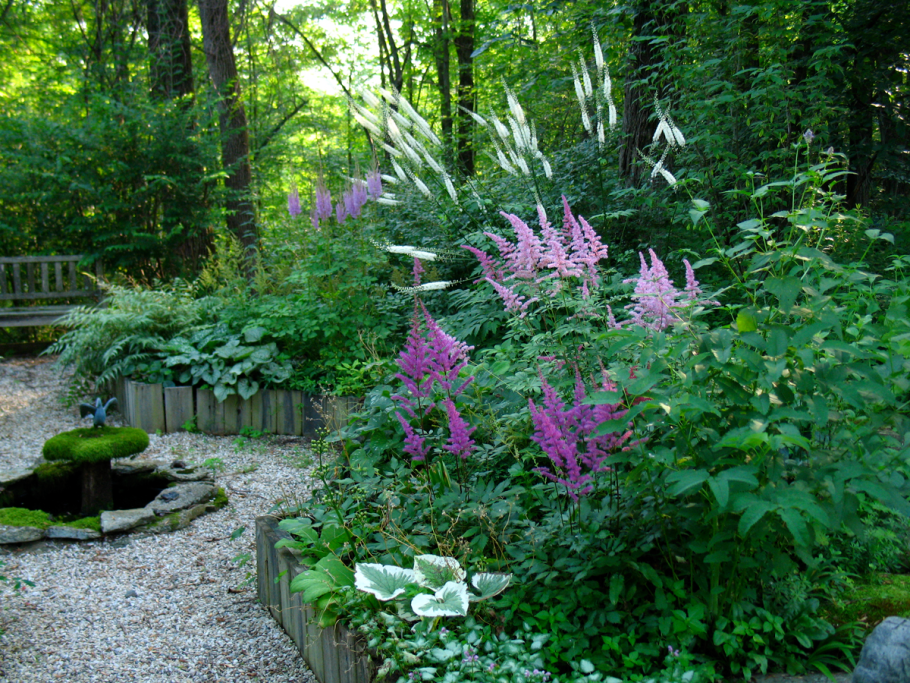 Астильба Хоста миксбордер