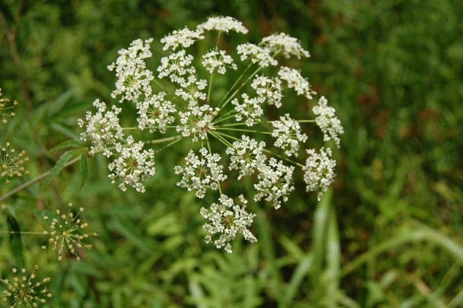 Conium maculatum болиголов пятнистый