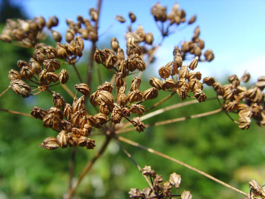 Болиголов пятнистый (лат. Conium maculatum)