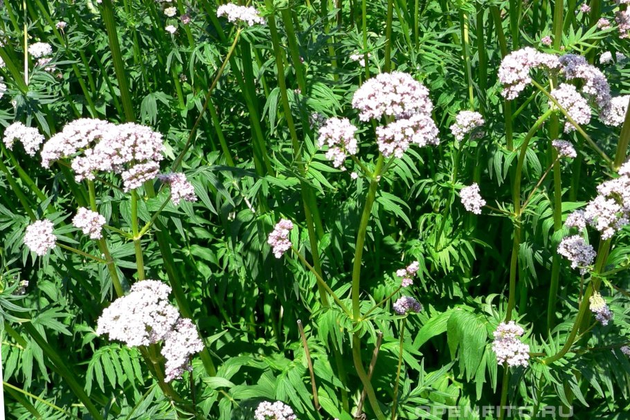 Валерианы экстракт
