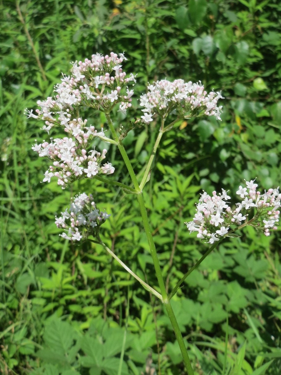 Валериана п таб 205 мг 200