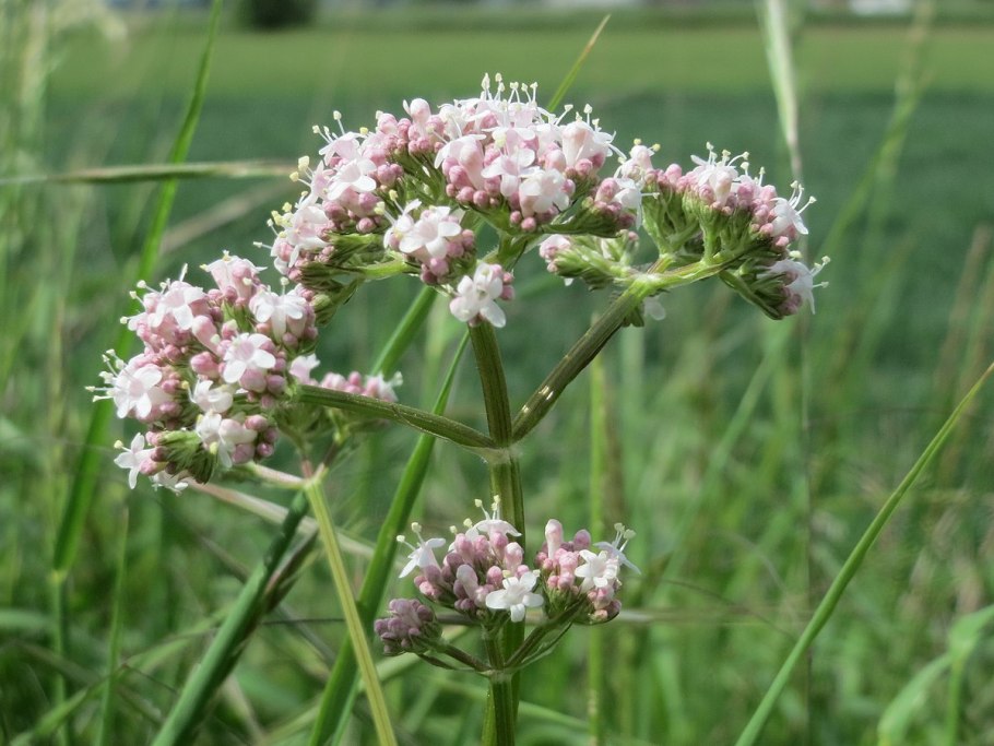 Валериана оффициналис Valeriana
