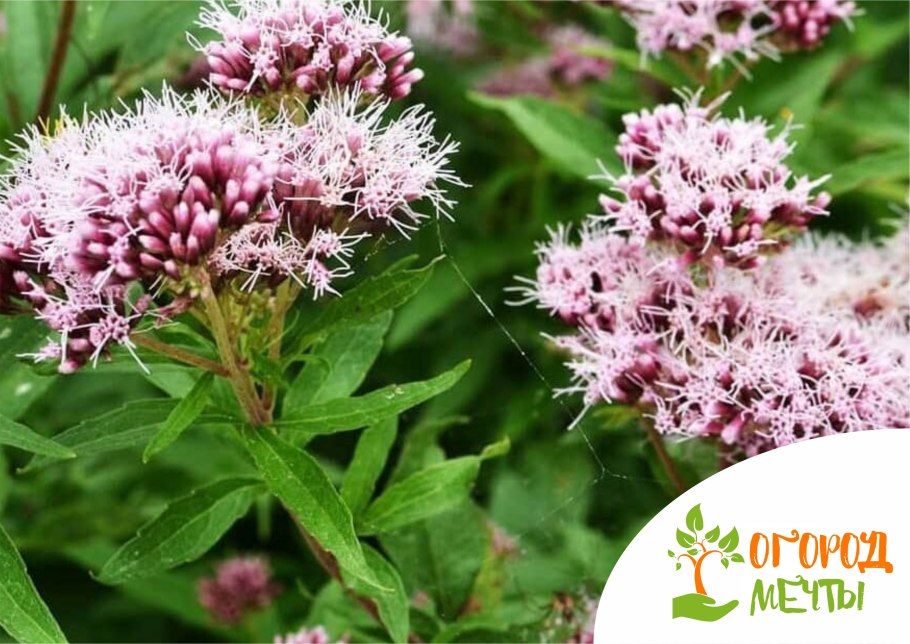 Валерианы экстракт таблетки Фармстандарт