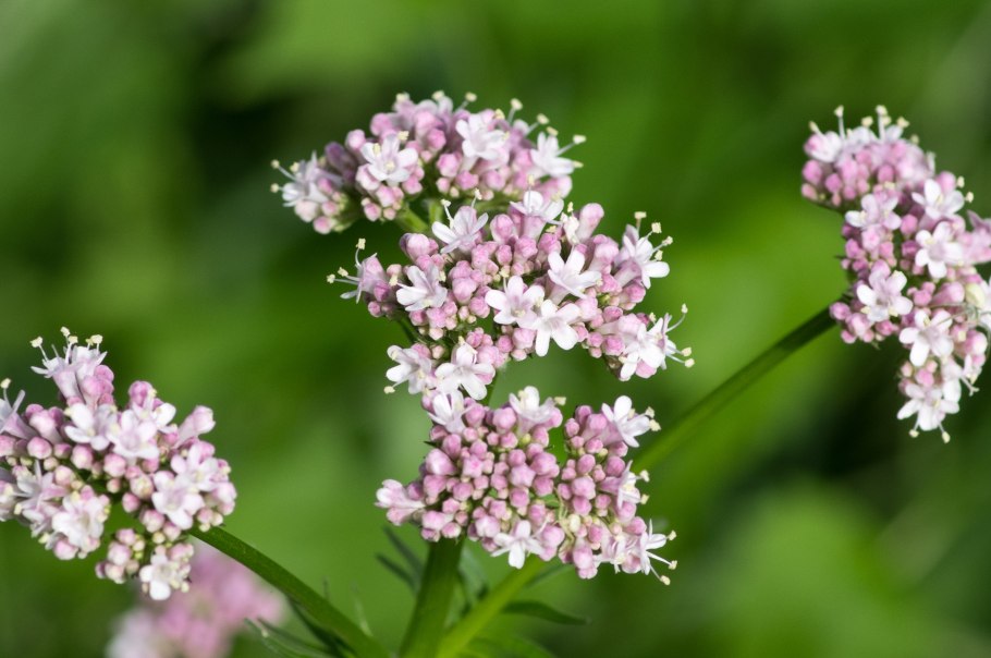 Вечернее от нервов