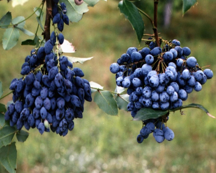 Lonicera caerulea жимолость голубая