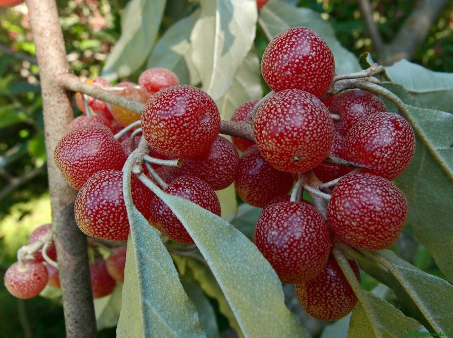 Калина обыкновенная xanthocarpum