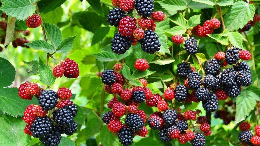 Cornus ягода