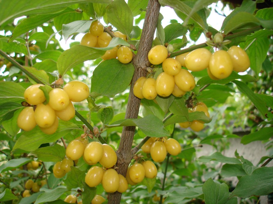 Ягодный кустарник Гойя