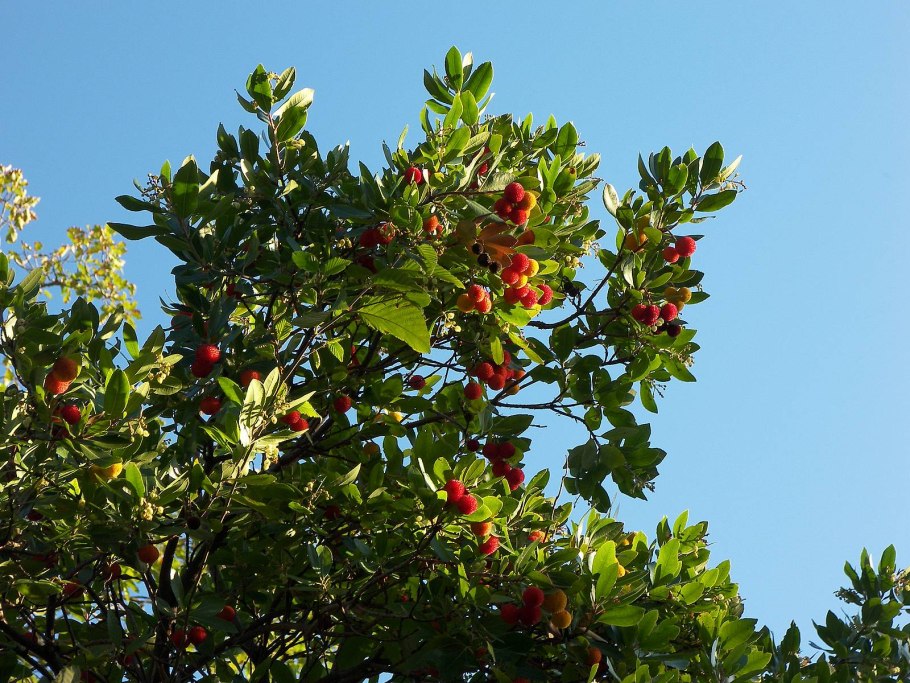 Mahonia Берри