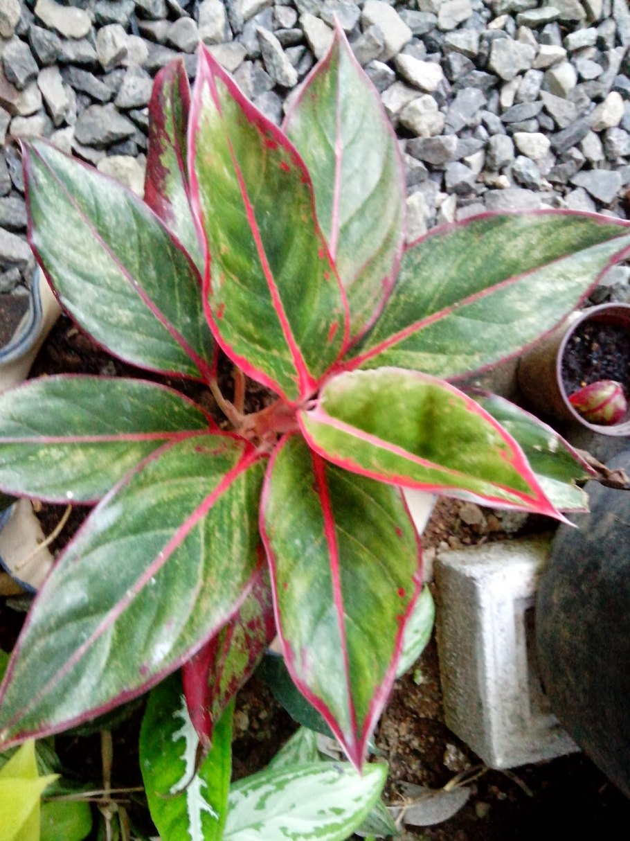 Аглаонема продолговатолистная