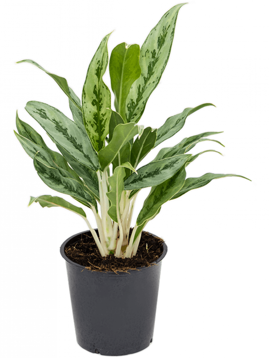 Аглаонема Джемини