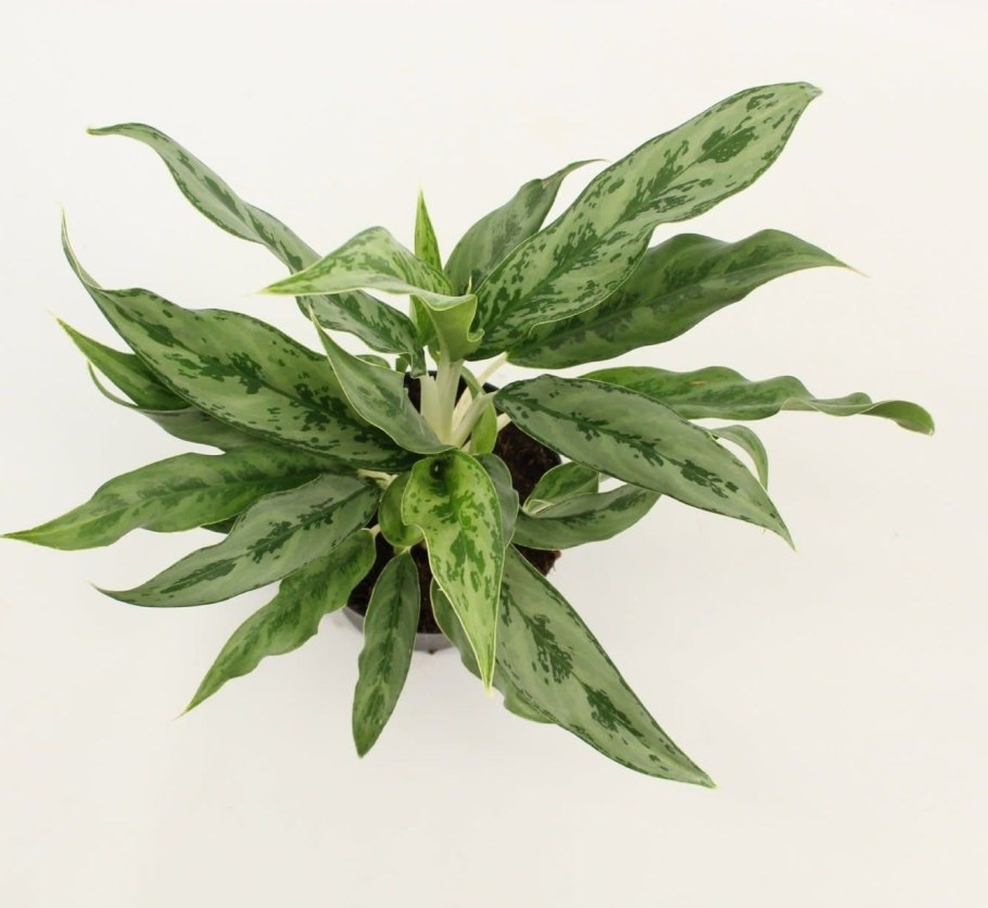 Аглаонема продолговатолистная