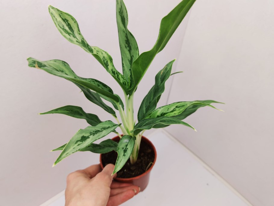 Аглаонема Мария цветок