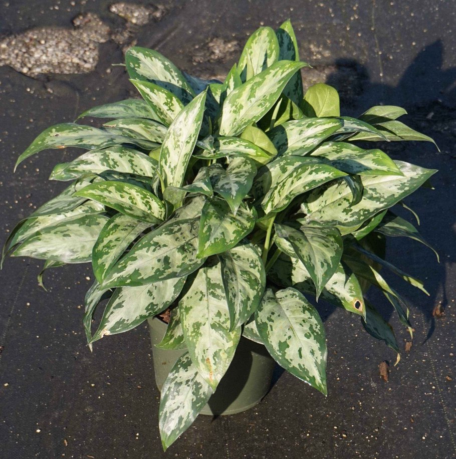 Rabngern rabthong аглаонема