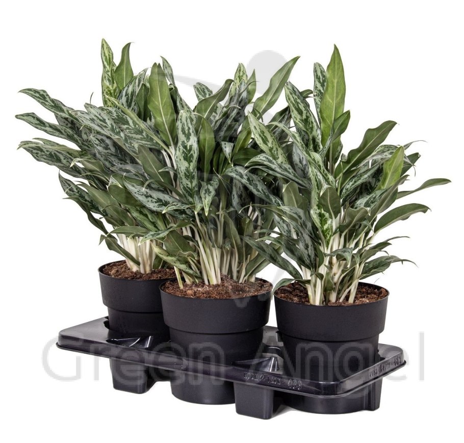 Аглаонема Грейхаунд дел