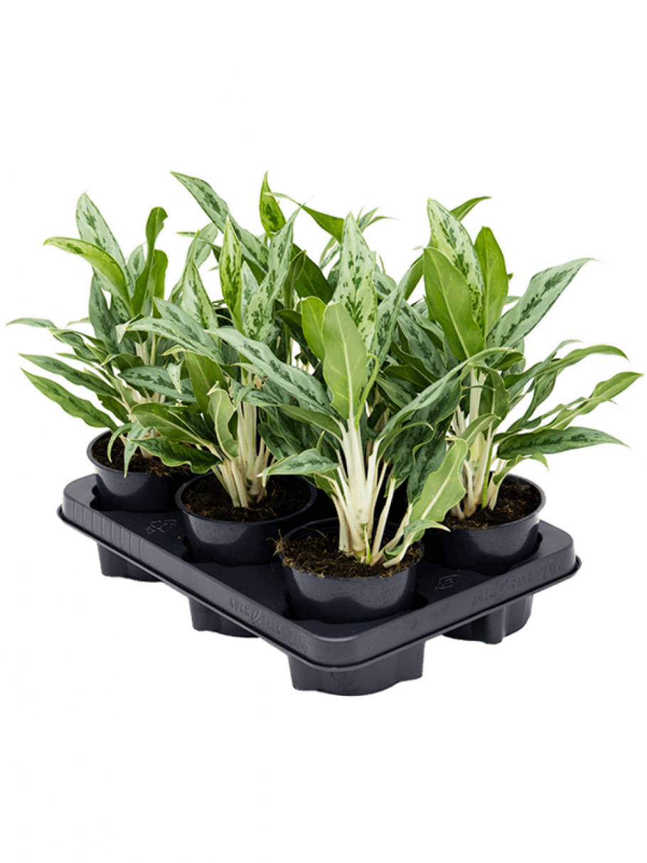 Аглаонема 10 карат купить