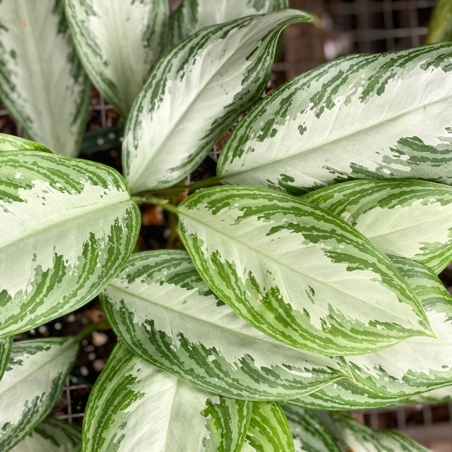 Аглаонема Грин Еллоу