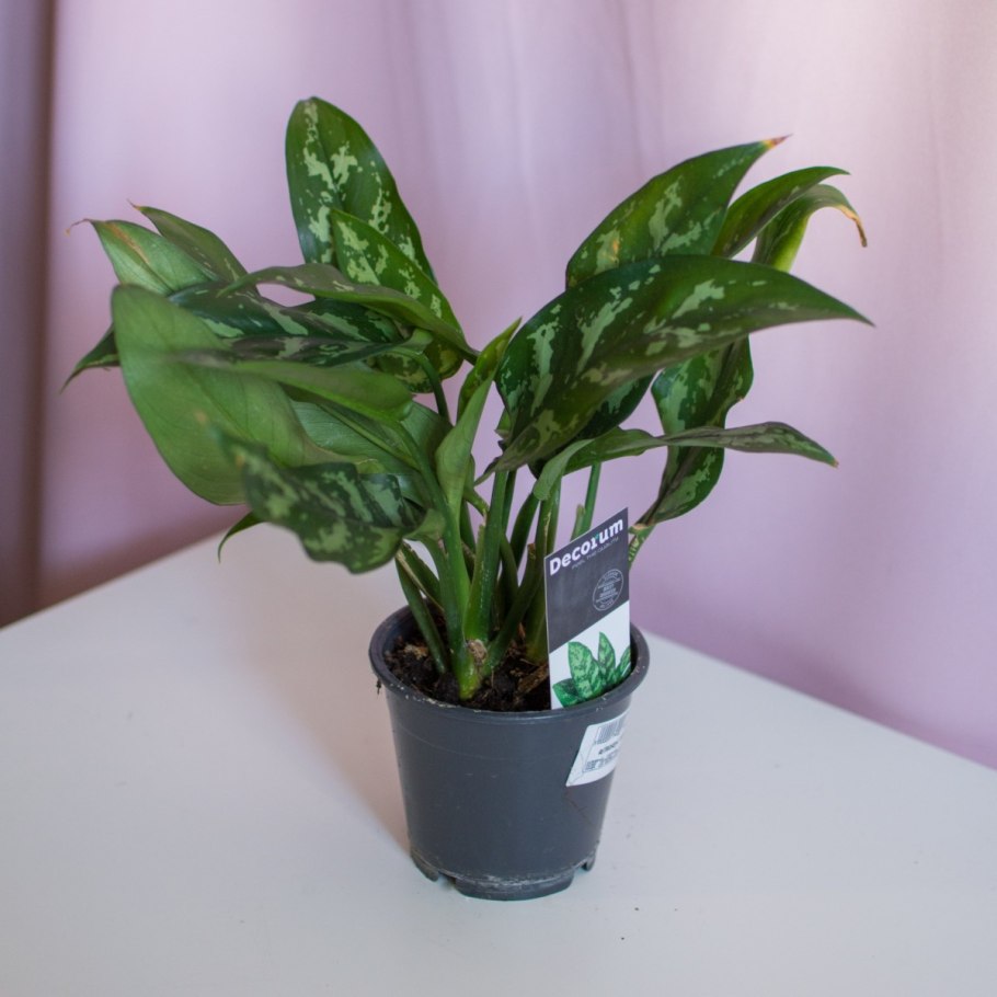 Аглаонема Грин страйп