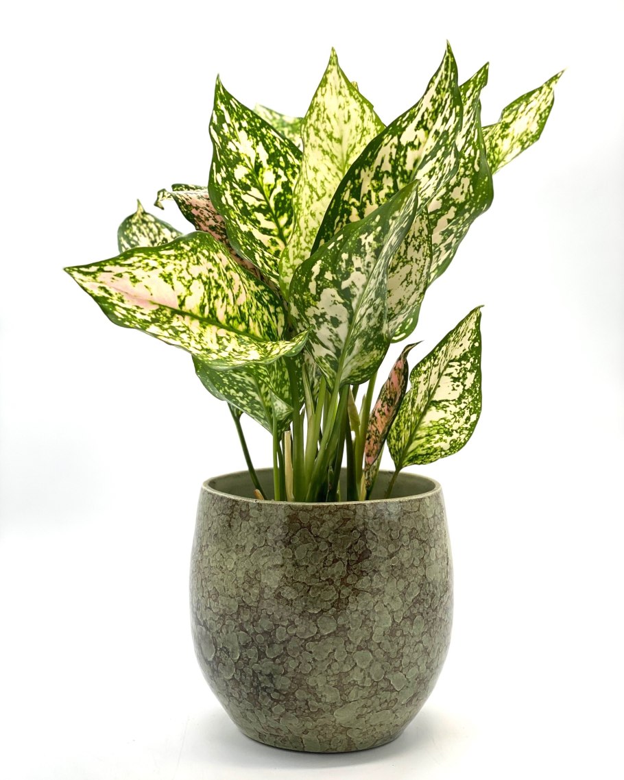 Аглаонема тиара