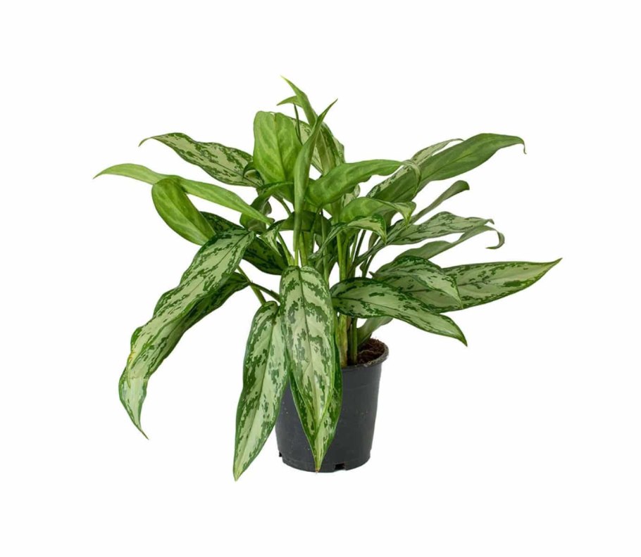 Аглаонема Король Сиама