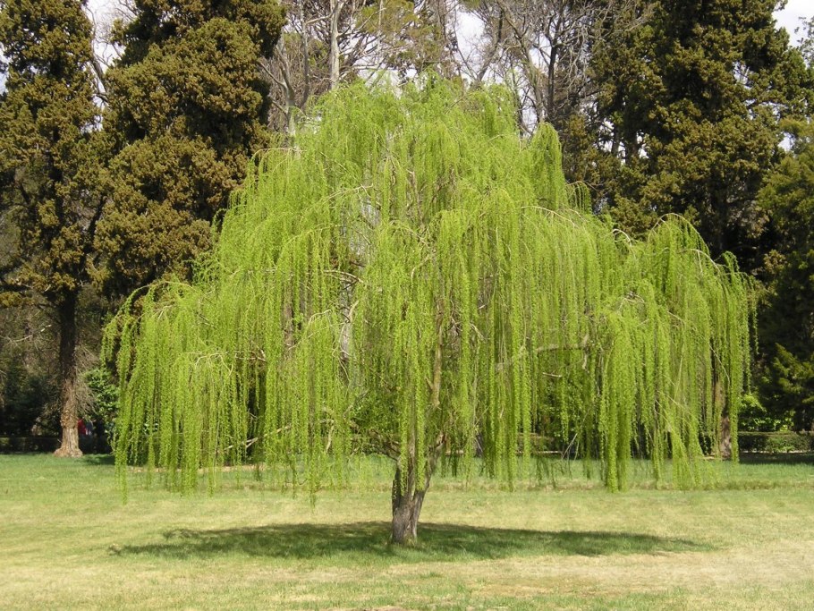 Ива белая (Salix Alba)