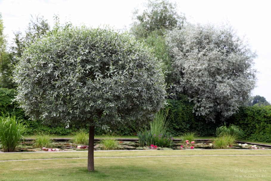 Ива белая Чермезина штамбовая ф. Salix Alba Chermesina