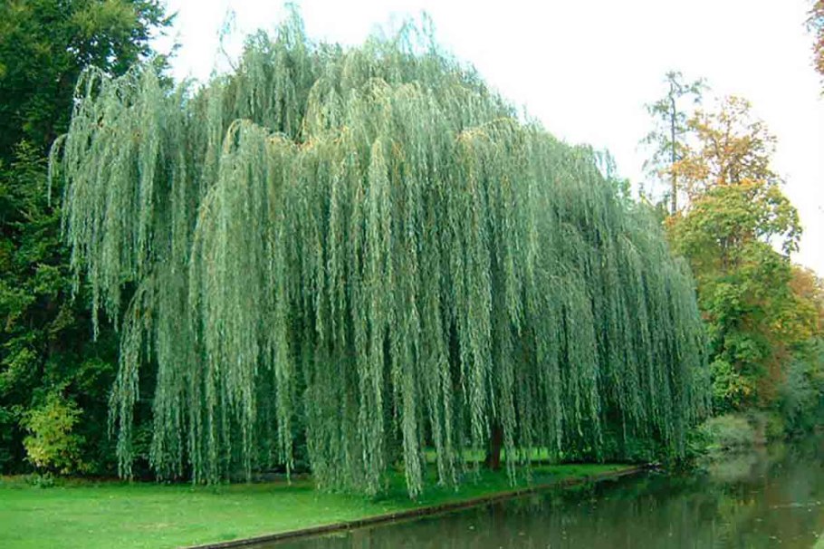 Ива ломкая bullata