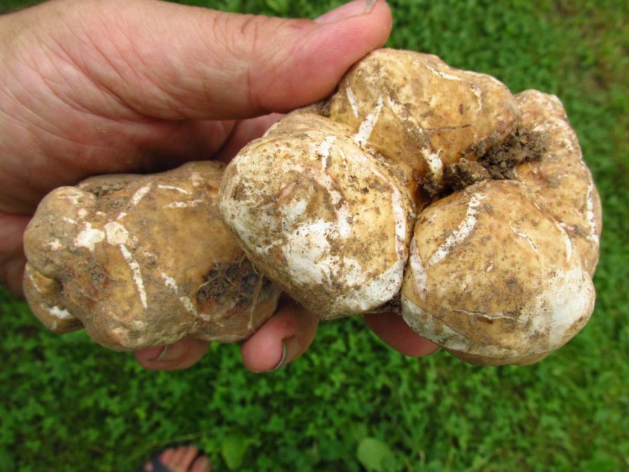 Белый Тосканский трюфель