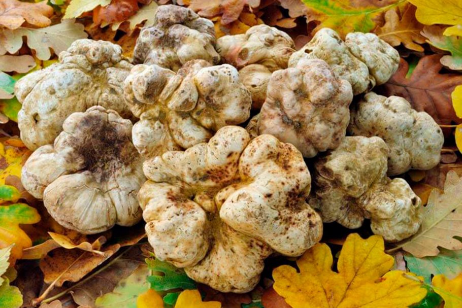 Трюфель микориза