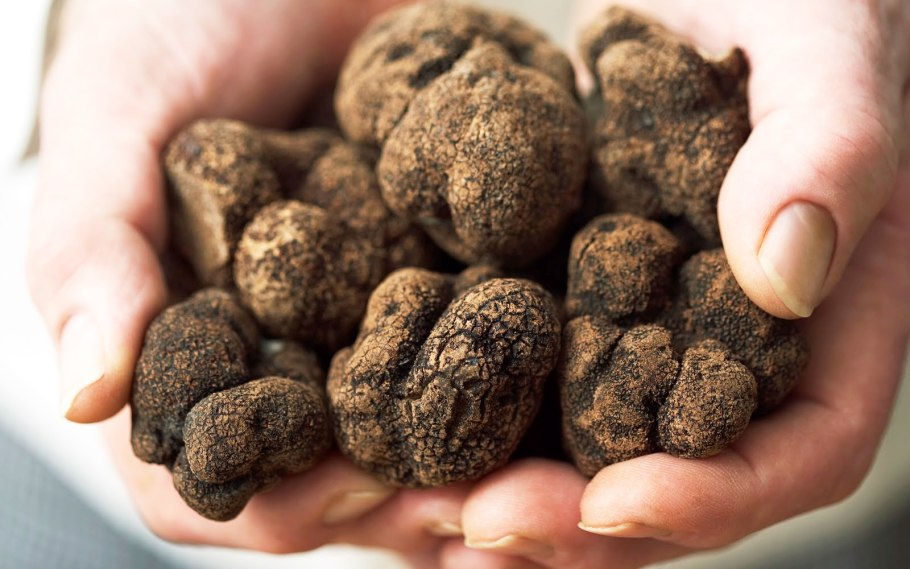 Трюфель (грибы)