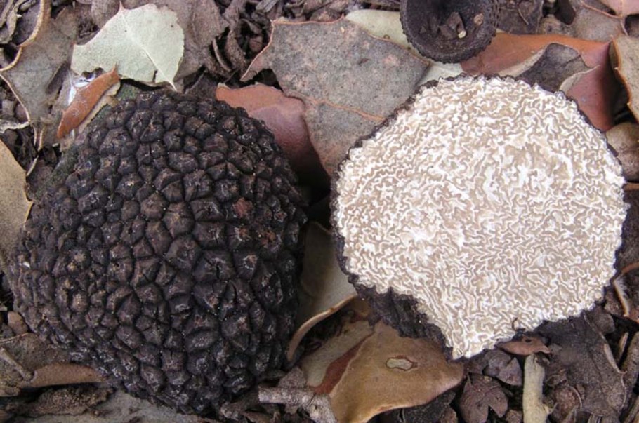 Крымский трюфель гриб