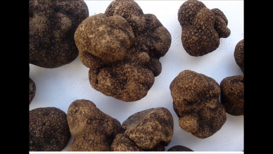 Трюфели и белые грибы