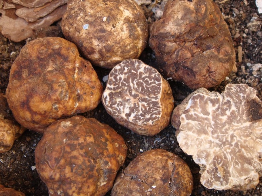 Трюфеля чёрного (Tuber melanosporum)