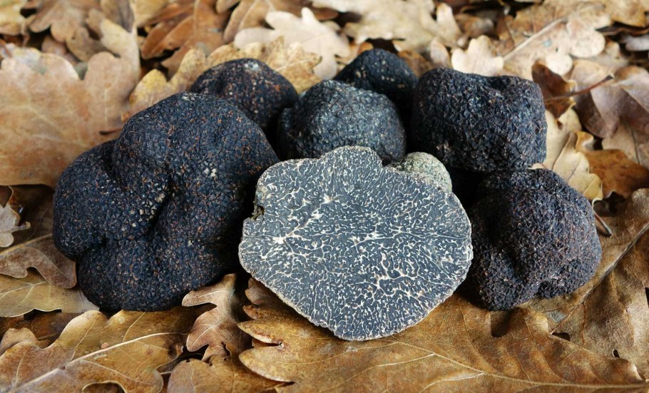 Земляной гриб трюфель