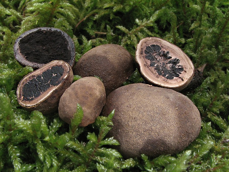 Олений трюфель (Elaphomyces granulatus)