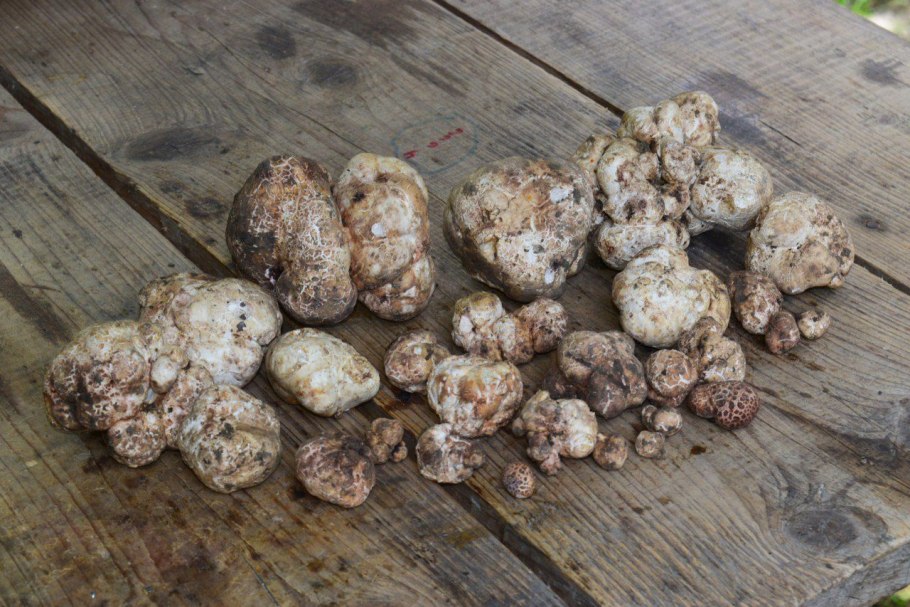 Земляной гриб трюфель