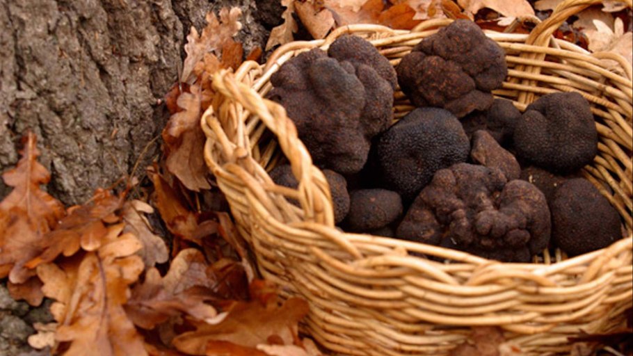 Белый Тосканский трюфель