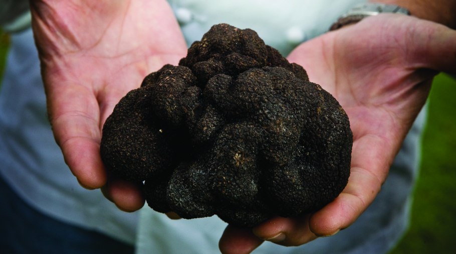 Трюфель белый (choiromyces meandriformis)