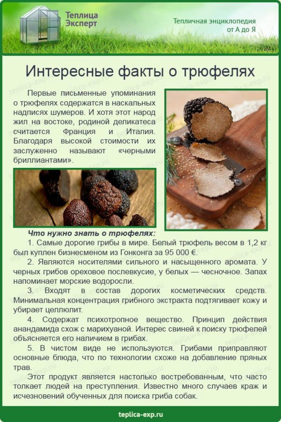 Tuber melanosporum трюфель