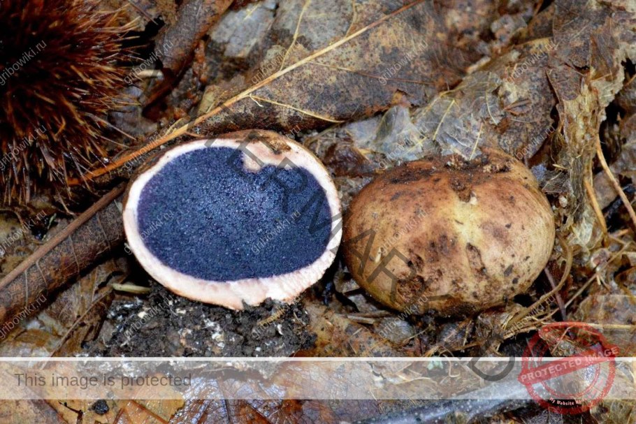 Черный перигорский трюфель