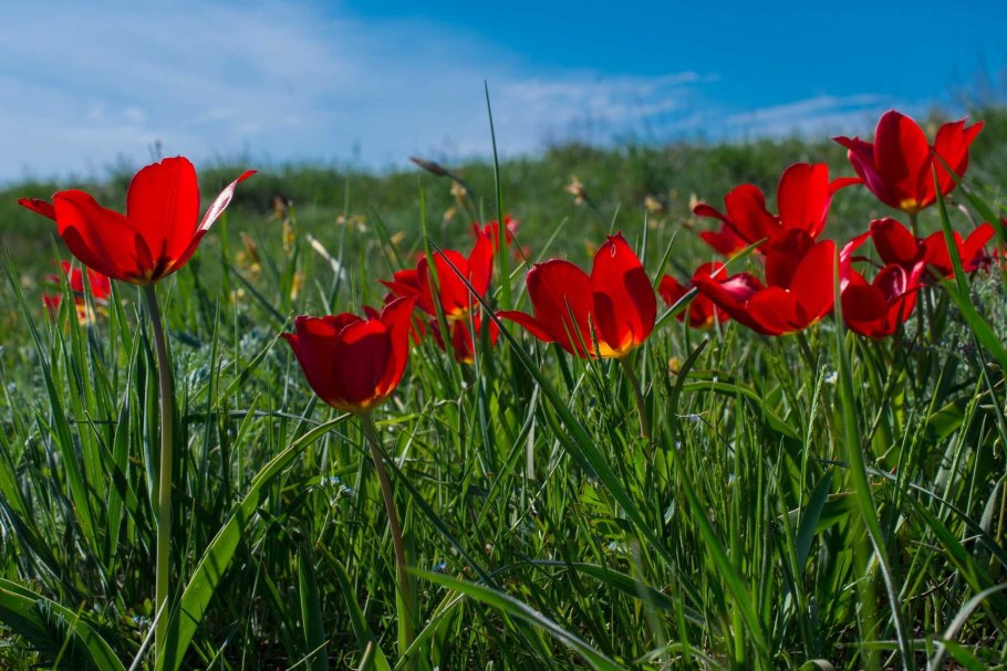 Тюльпан Шренка Астрахань