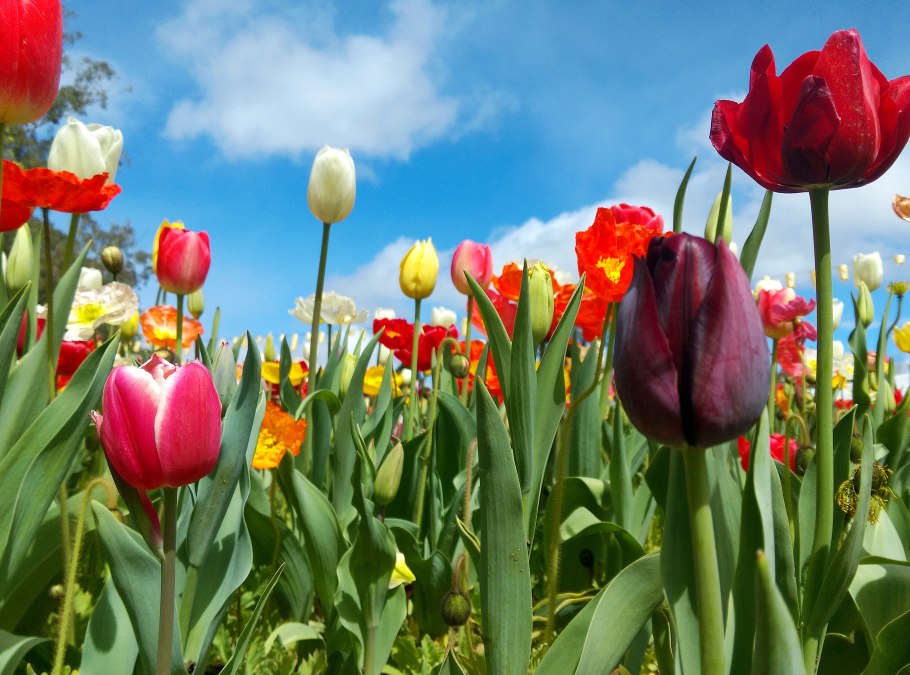 Тюльпан суррендер